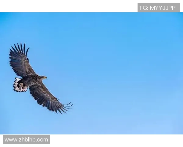 飞翔于天际的王者：探寻老鹰的生命力与自然魅力