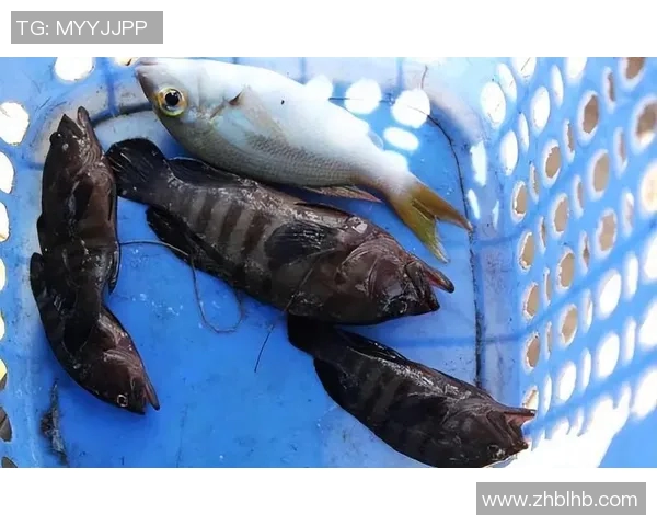 渔具世界：探寻捕鱼之道